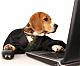 beagle sitting at computer
