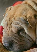 a dog with lots of wrinkles