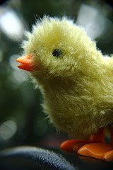 picture of baby chick