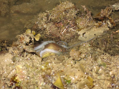 eel eating octopus