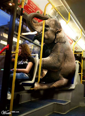 elefante+en+metro.jpg