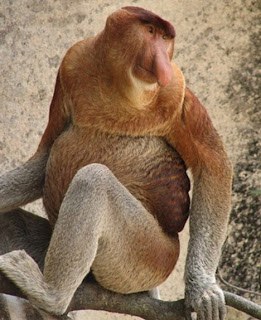 proboscis monkey Os animais mais estranhos e esquisitos do mundo