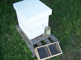 beekeeping hive