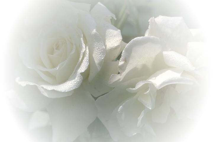 [rosas+blancas.jpg]