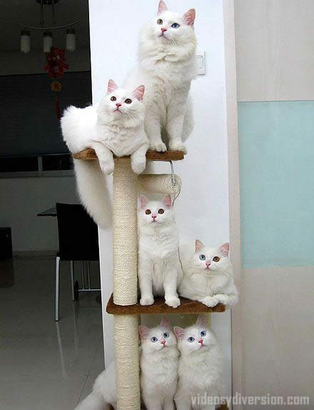 gatitos-bonitos.jpg